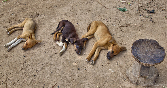 090 Village dogs - Zambia