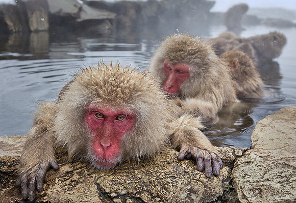 040 Japanese macaques (Snow monkeys)(Macaca fuscata) - Nagano Japan