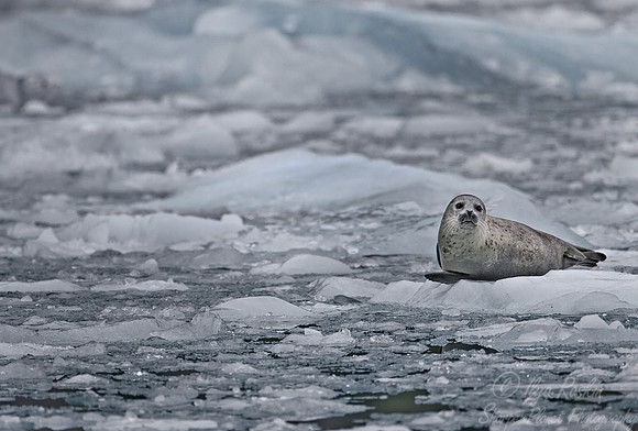 066 Harbor Seal (Phoca vitulina) AK
