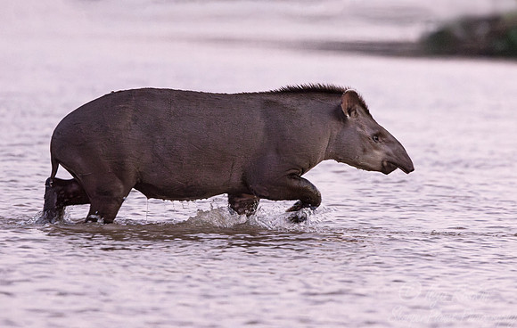 154 South American Tapir (Tapirus terrestris) - Pantanal Brazil