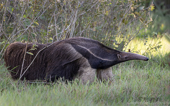 003 Giant anteater (Myrmecophaga tridactyla) - Pantanal Brazil