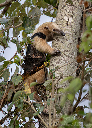 016 Tamandua or Lesser anteater - Pantanal Brazil