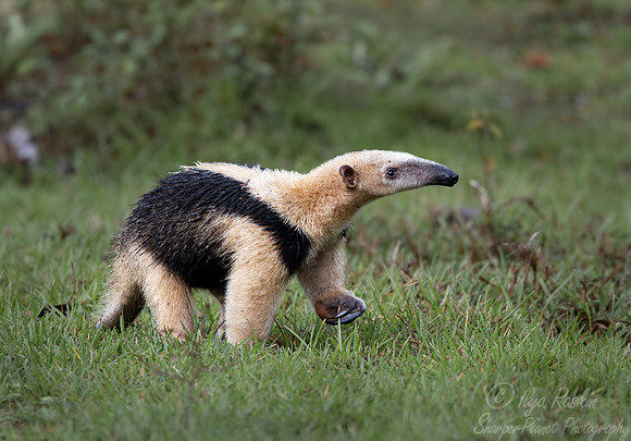 017 Tamandua or Lesser anteater - Pantanal Brazil