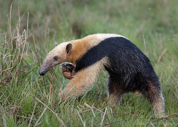 021 Tamandua or Lesser anteater - Pantanal Brazil