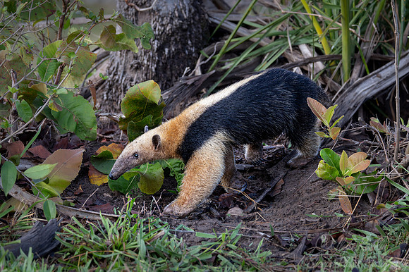 023 Tamandua or Lesser anteater - Pantanal Brazil