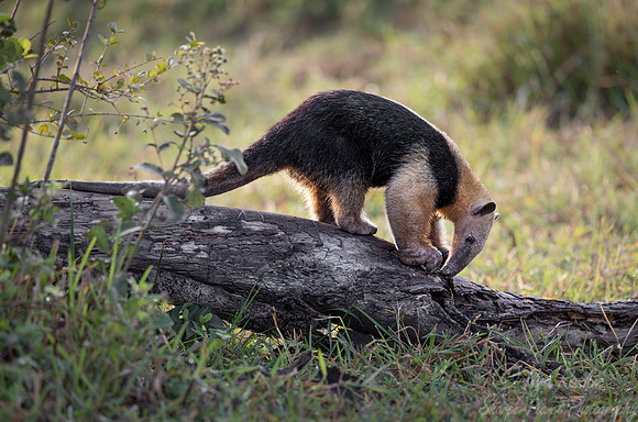 022 Tamandua or Lesser anteater - Pantanal Brazil
