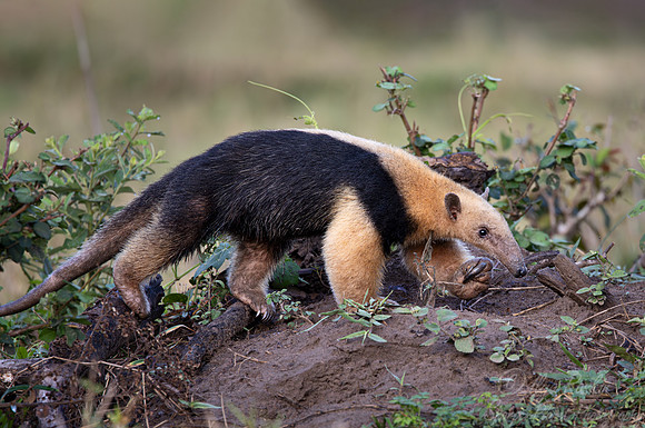 025 Tamandua or Lesser anteater - Pantanal Brazil