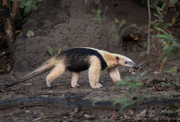 026 Tamandua or Lesser anteater - Pantanal Brazil