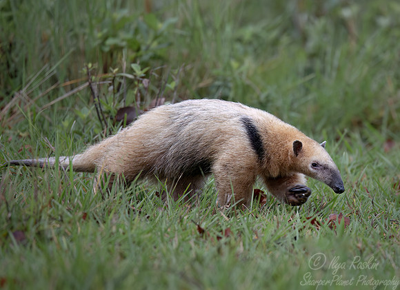 027 Tamandua or Lesser anteater - Pantanal Brazil