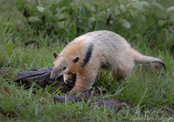 028 Tamandua or Lesser anteater - Pantanal Brazil