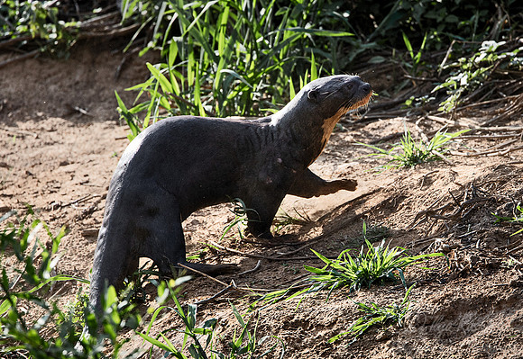 230 Giant river otter (Pteronura brasiliensis) - Pantanal Brazil