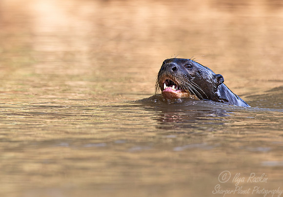 232 Giant river otters (Pteronura brasiliensis) - Pantanal Brazil