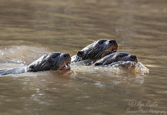 231 Giant river otters (Pteronura brasiliensis) - Pantanal Brazil