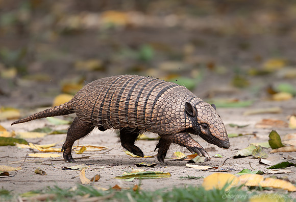 233 Six-banded armadillo (Euphractus sexcinctus) - Pantanal Brazil