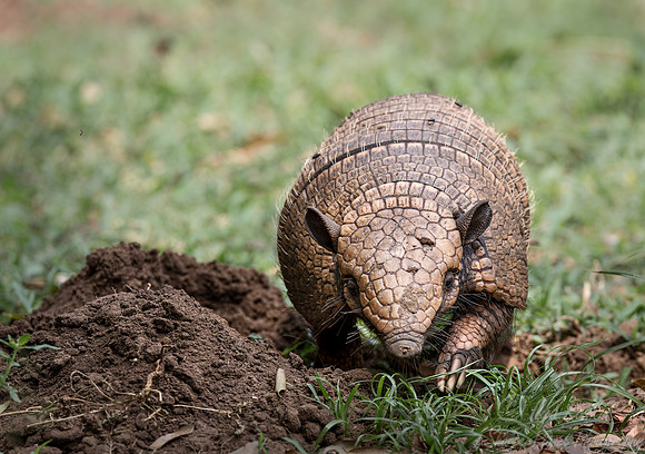 234 Six-banded armadillo (Euphractus sexcinctus) - Pantanal Brazil