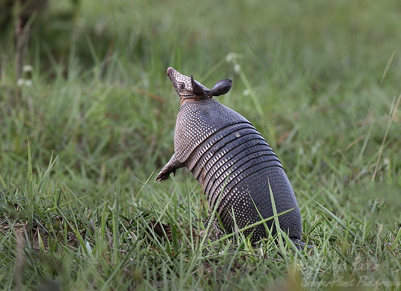 235 Seven-banded armadillo (Dasypus septemcinctus) - Pantanal Brazil