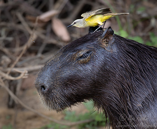 237 Greater capybara (Hydrochoerus hydrochaeris) - Pantanal Brazil