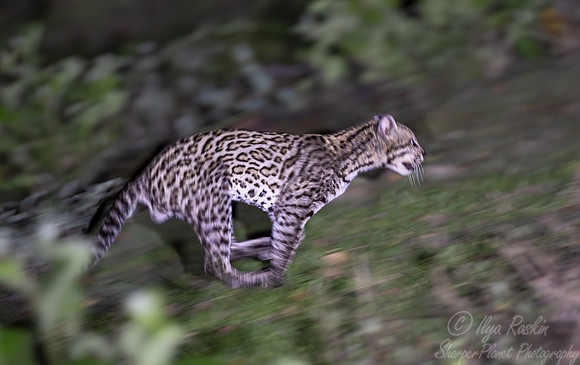 239 Ocelot (Leopardus pardalis) - Pantanal Brazil