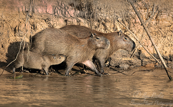 236 Greater capybara (Hydrochoerus hydrochaeris) - Pantanal Brazil
