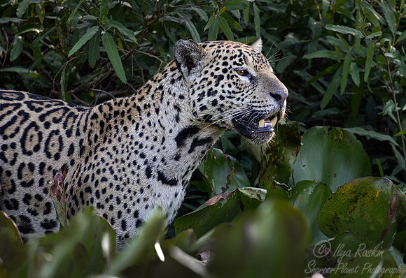 240 Jaguar (Panthera onca) - Encontro das Águas State Park - Brazil