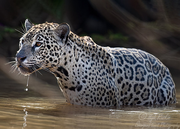 241 Jaguar (Panthera onca) - Encontro das Águas State Park - Brazil