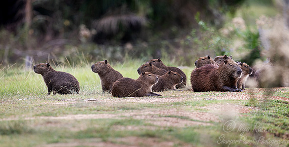 238 Greater capybaras (Hydrochoerus hydrochaeris) - Pantanal Brazil