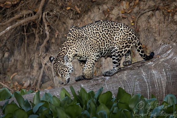 242 Jaguar (Panthera onca) - Encontro das Águas State Park - Brazil