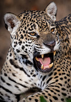 2023 Pantanal Brazil Animals