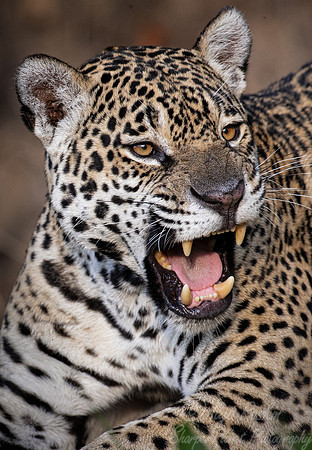 245 Jaguar (Panthera onca) - Encontro das Águas State Park - Brazil