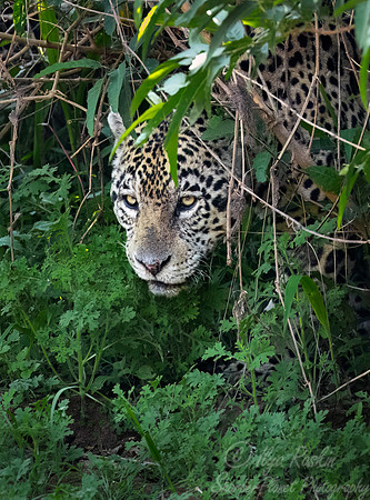 246 Jaguar (Panthera onca) - Encontro das Águas State Park - Brazil