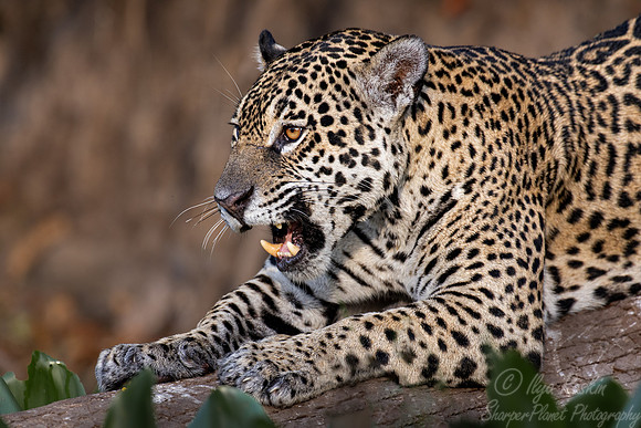 243 Jaguar (Panthera onca) - Encontro das Águas State Park - Brazil