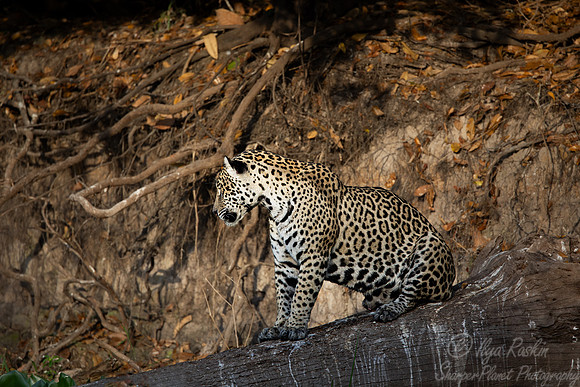 244 Jaguar (Panthera onca) - Encontro das Águas State Park - Brazil