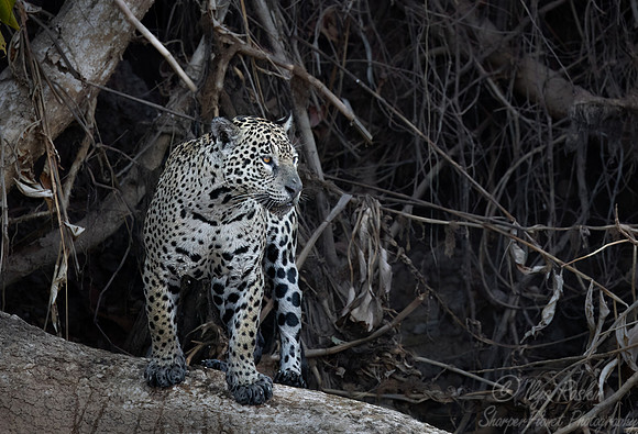 247 Jaguar (Panthera onca) - Encontro das Águas State Park - Brazil
