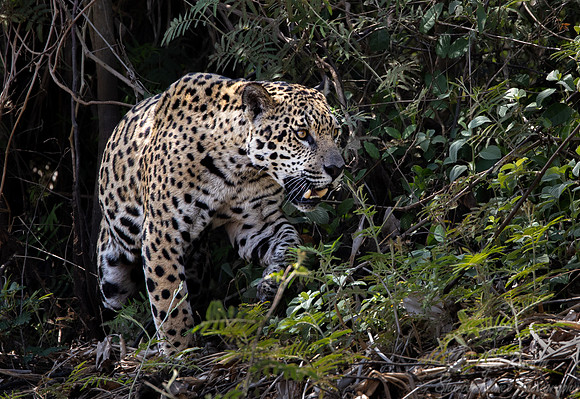 251 Jaguar (Panthera onca) - Encontro das Águas State Park - Brazil