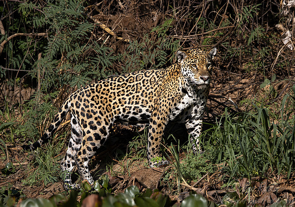 250 Jaguar (Panthera onca) - Encontro das Águas State Park - Brazil