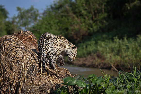 248 Jaguar (Panthera onca) - Encontro das Águas State Park - Brazil