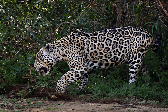249 Jaguar (Panthera onca) - Encontro das Águas State Park - Brazil