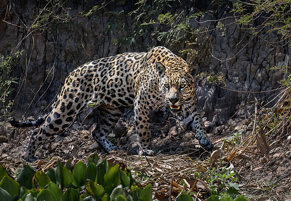 252 Jaguar (Panthera onca) - Encontro das Águas State Park - Brazil