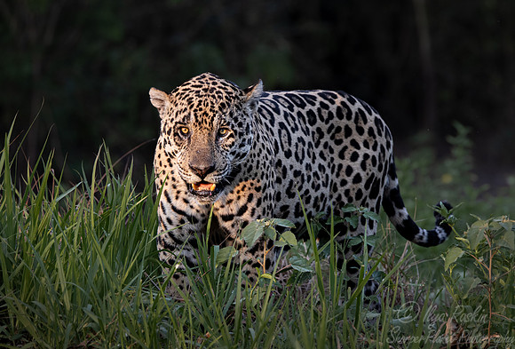 256 Jaguar (Panthera onca) - Encontro das Águas State Park - Brazil