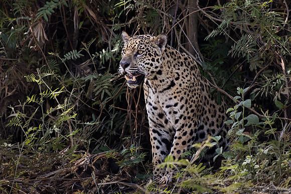 253 Jaguar (Panthera onca) - Encontro das Águas State Park - Brazil