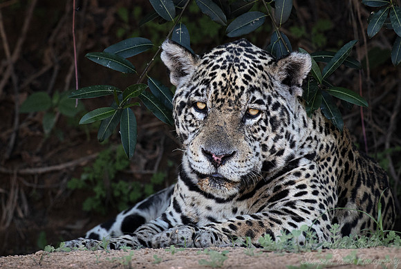 254 Jaguar (Panthera onca) - Encontro das Águas State Park - Brazil