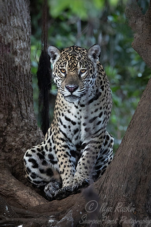 255 Jaguar (Panthera onca) - Encontro das Águas State Park - Brazil