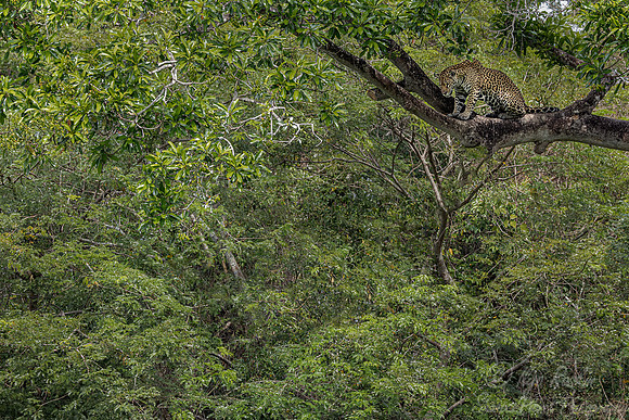 257 Jaguar (Panthera onca) - Encontro das Águas State Park - Brazil
