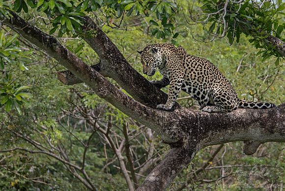 258 Jaguar (Panthera onca) - Encontro das Águas State Park - Brazil