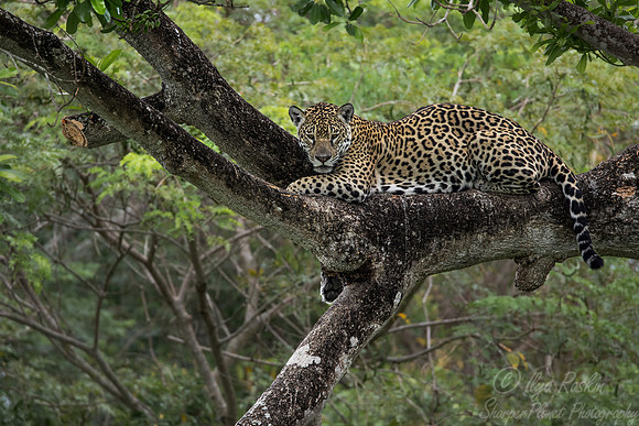 259 Jaguar (Panthera onca) - Encontro das Águas State Park - Brazil