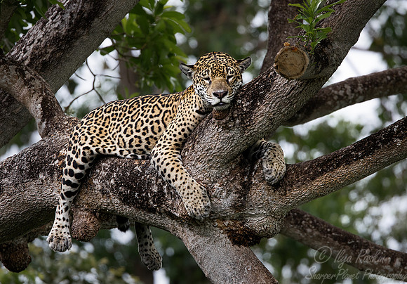 261 Jaguar (Panthera onca) - Encontro das Águas State Park - Brazil