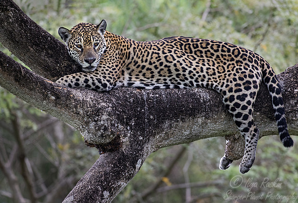 260 Jaguar (Panthera onca) - Encontro das Águas State Park - Brazil