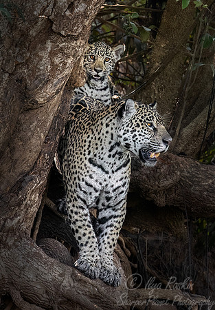 262 Jaguars (Panthera onca) - Encontro das Águas State Park - Brazil