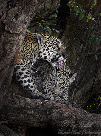 263 Jaguars (Panthera onca) - Encontro das Águas State Park - Brazil