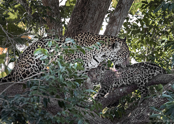 265Jaguars (Panthera onca) - Encontro das Águas State Park - Brazil